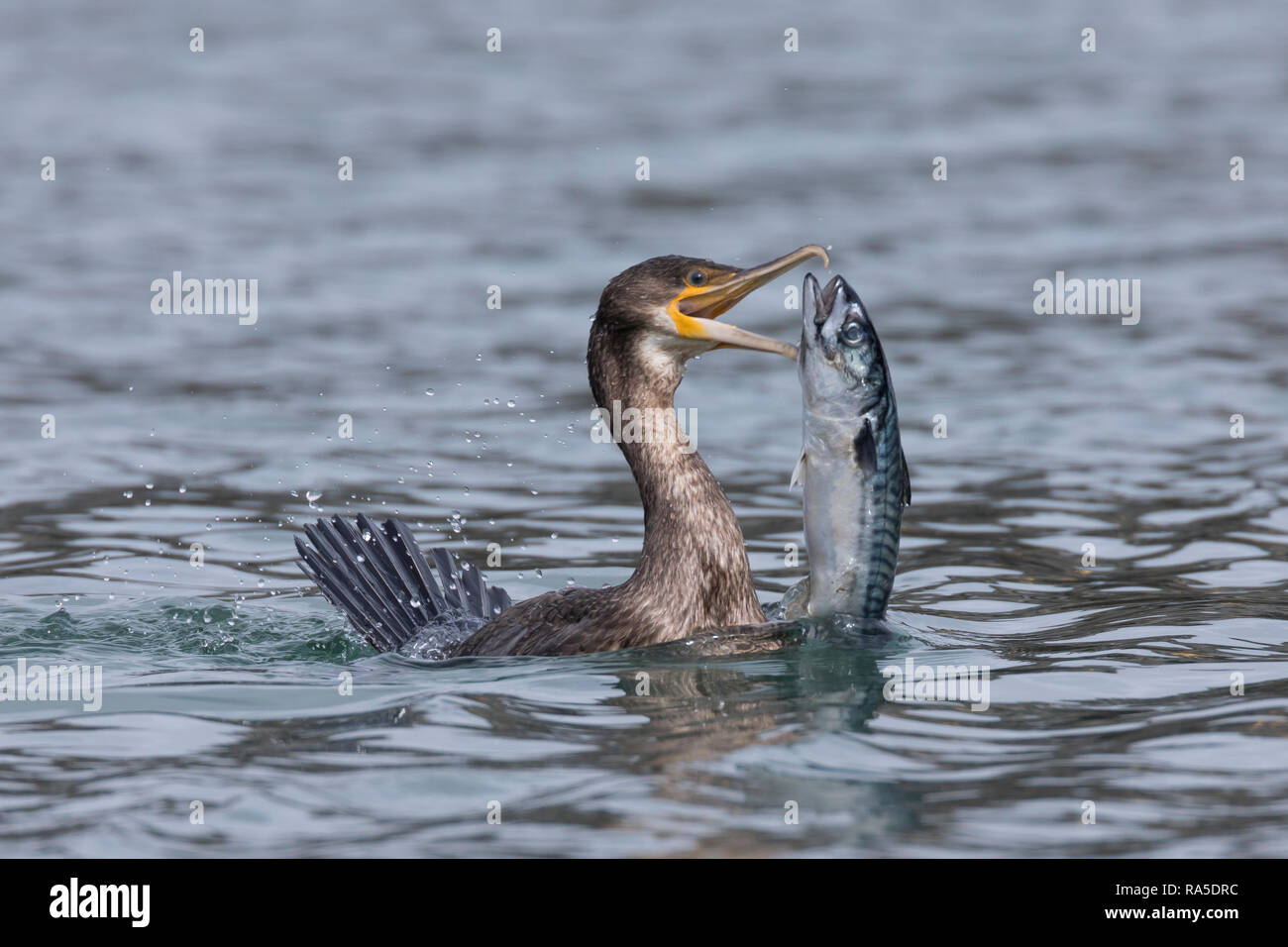 Kormoran, mit Erbeuteter Markrele, Fisch, Beute, schluckt Sterben relativ große Beute komplett ab, Phalacrocorax carbo, Kormoran, große schwarze Knolle Stockfoto