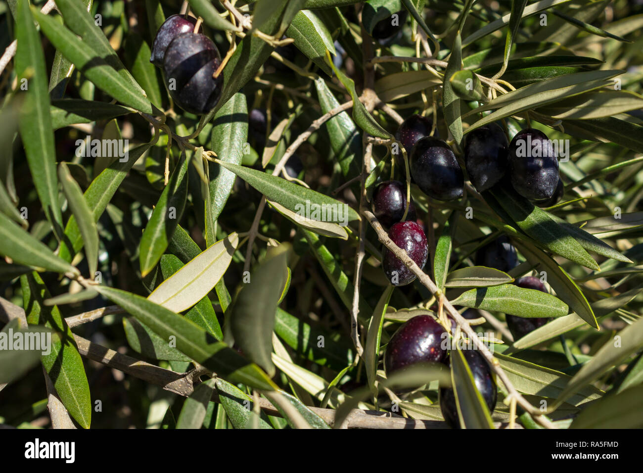 Olea Europaea Oliven Reif Und Bereit Zur Abholung Januar 2019