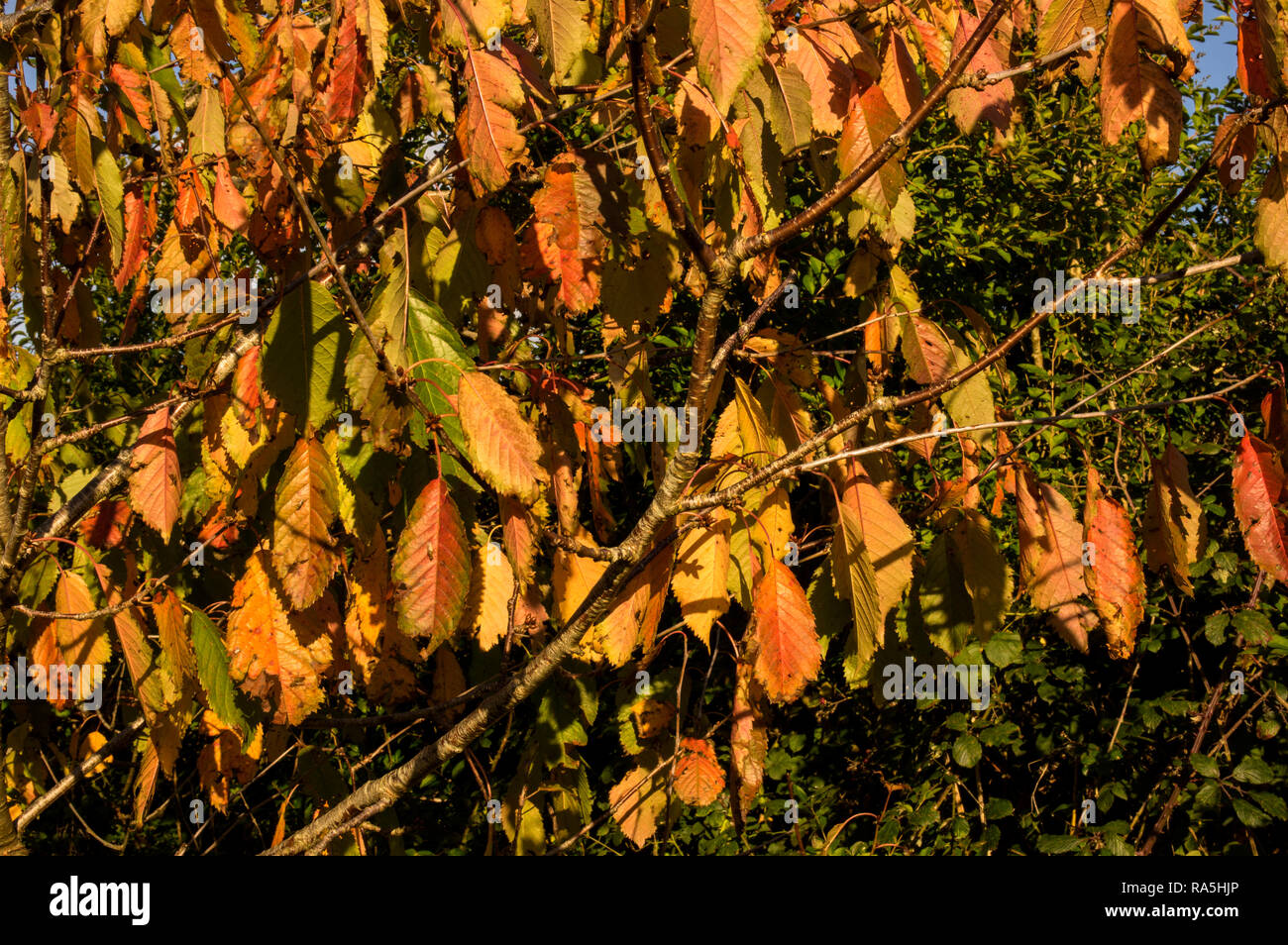 Wild Cherry im Herbst Stockfoto