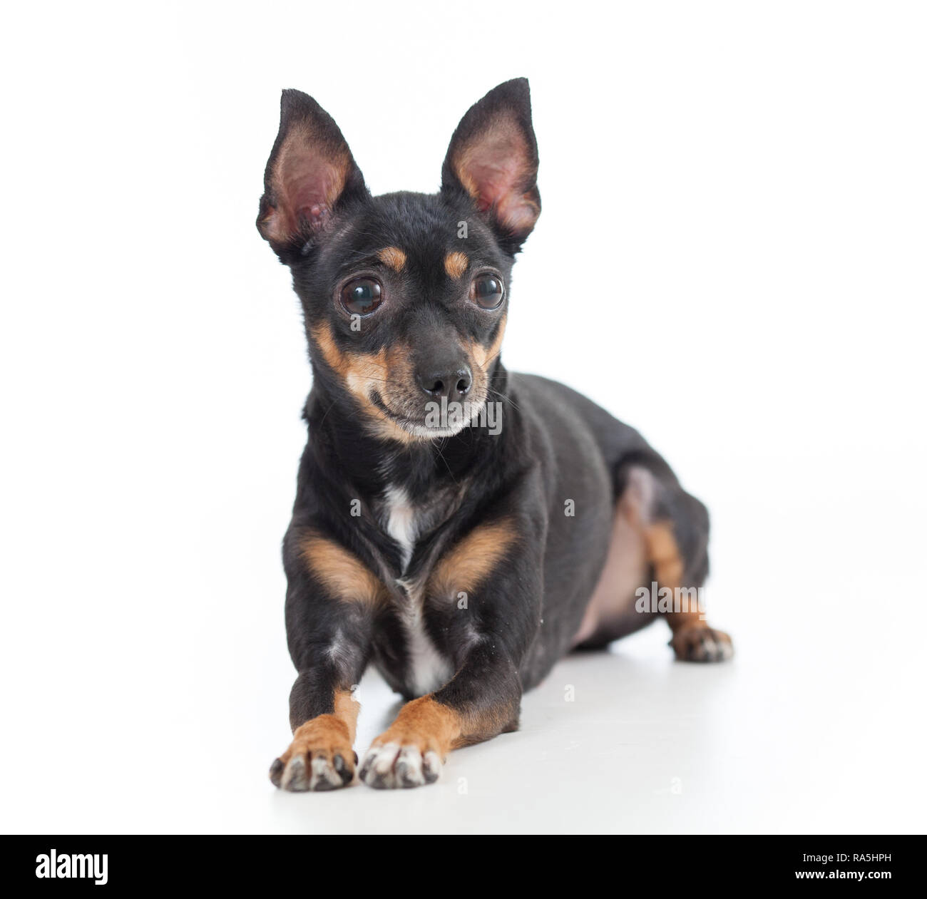 Lügen Toy Terrier Hund Vorderansicht beiseite, isoliert Stockfoto