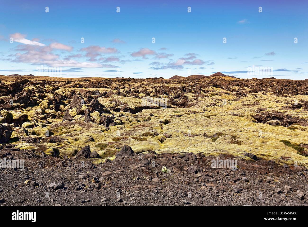 Isländisches Moos (cetraria Islandica) auf Lavasteinen, Hopsnes, Halbinsel Reykjanes, in der Nähe von Reykjavik, Island Stockfoto