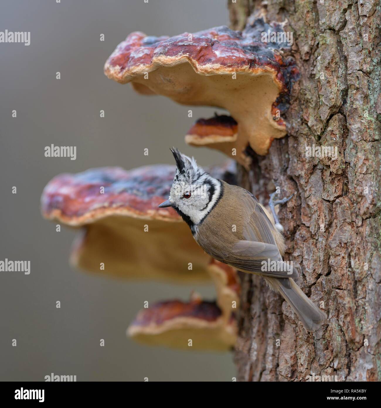 Crested tit (Lophophanes cristatus), auf Baumstamm mit Baumpilzen, Biosphäre, Schwäbische Alb, Baden-Württemberg, Deutschland Stockfoto