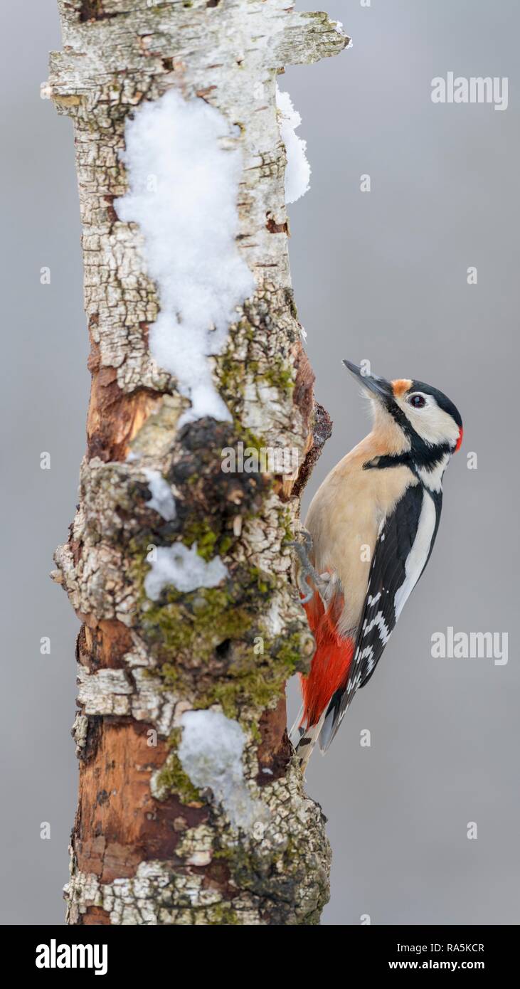 Buntspecht (Dendrocopos major), männlich, auf schneebedeckten Moor-birke (Betula pubescens), Biosphäre, Schwäbische Alb Stockfoto