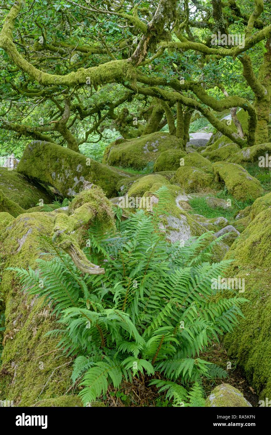 Wistman Wood's alten Eichenwald, Dartmoor NP, Princetown, England, Vereinigtes Königreich Stockfoto