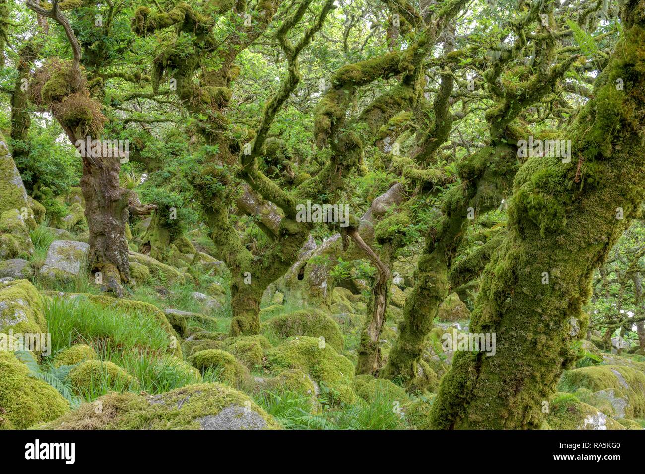 Wistman Wood's alten Eichenwald, Dartmoor NP, Princetown, England, Vereinigtes Königreich Stockfoto