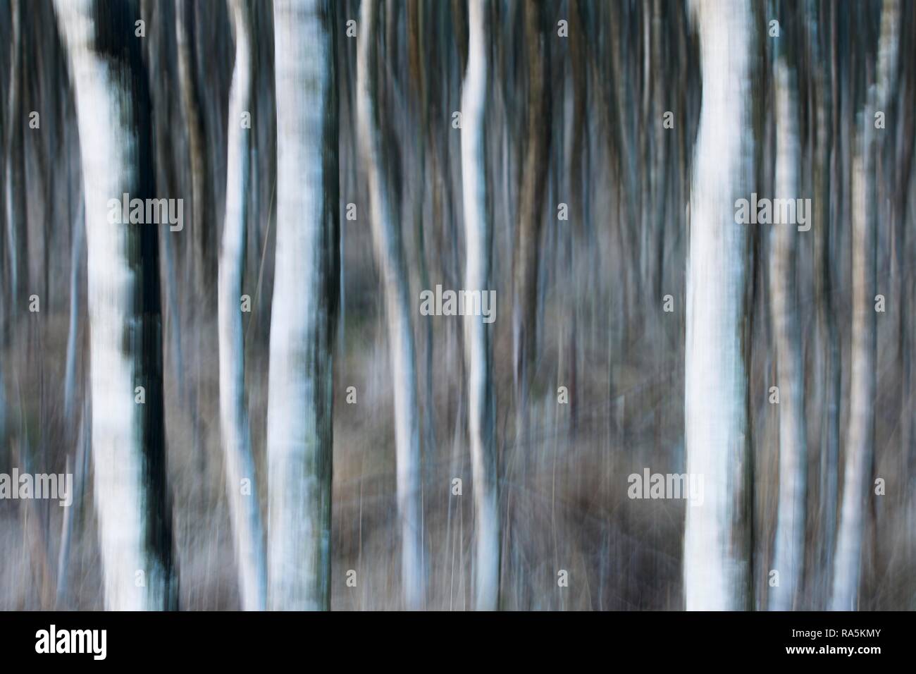 Trunks Birke (Betula pubescens), blur Effekt, Emsland, Niedersachsen, Deutschland Stockfoto