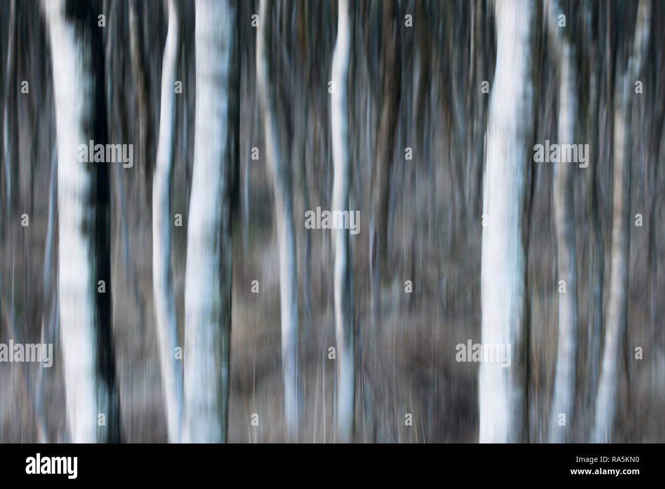 Trunks Birke (Betula pubescens), blur Effekt, Emsland, Niedersachsen, Deutschland Stockfoto