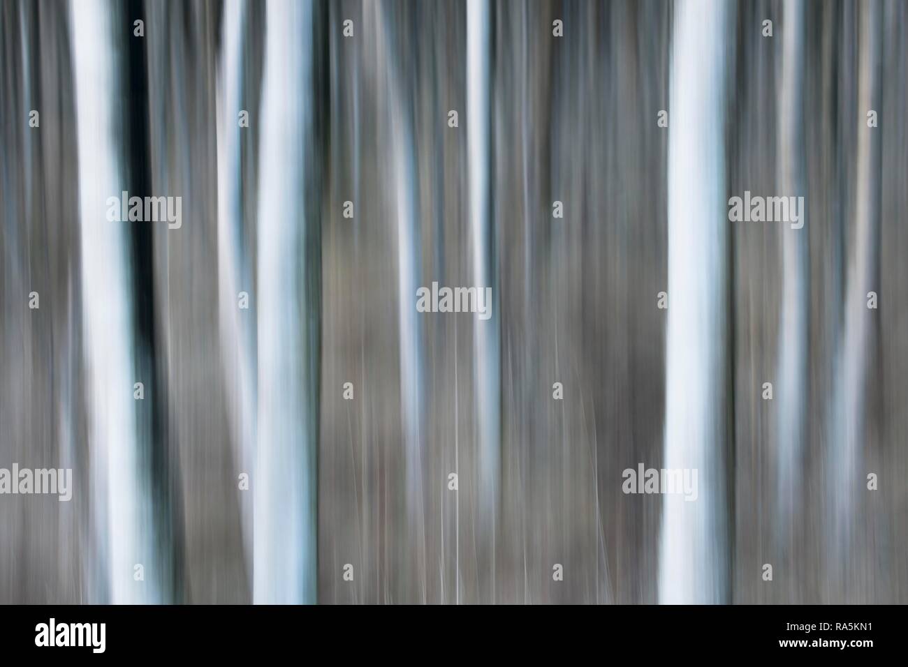 Trunks Birke (Betula pubescens), blur Effekt, Emsland, Niedersachsen, Deutschland Stockfoto