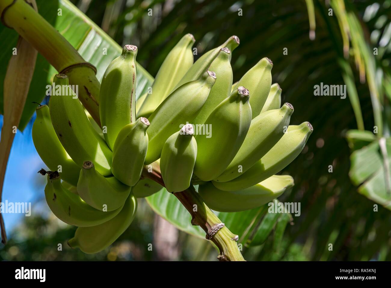 Banane (Musa ensete), Obst mehrjährig, Maupiti, Gesellschaft Islands, Französisch-Polynesien Stockfoto