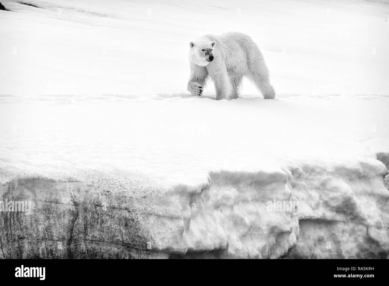 Weibliche Eisbär (Ursus maritimus) Wandern auf dem Kamm eines Gletschers, Björnsundet, Hinlopen Strait, Spitzbergen Island Stockfoto