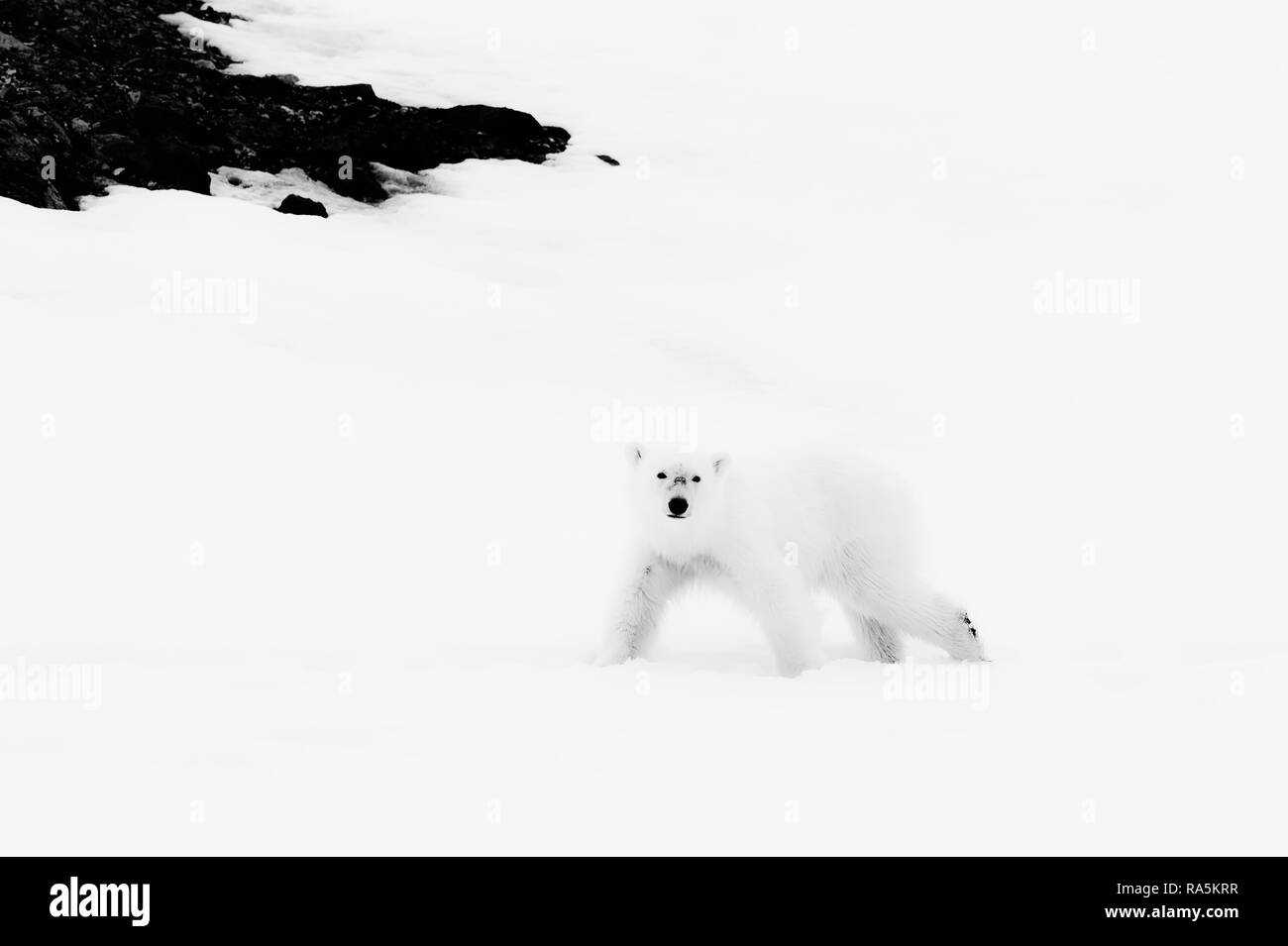 Jährling Polar Bear Cub (Ursus maritimus) Wandern auf dem Kamm eines Gletschers, Björnsundet, Hinlopen Strait, Spitzbergen Island Stockfoto