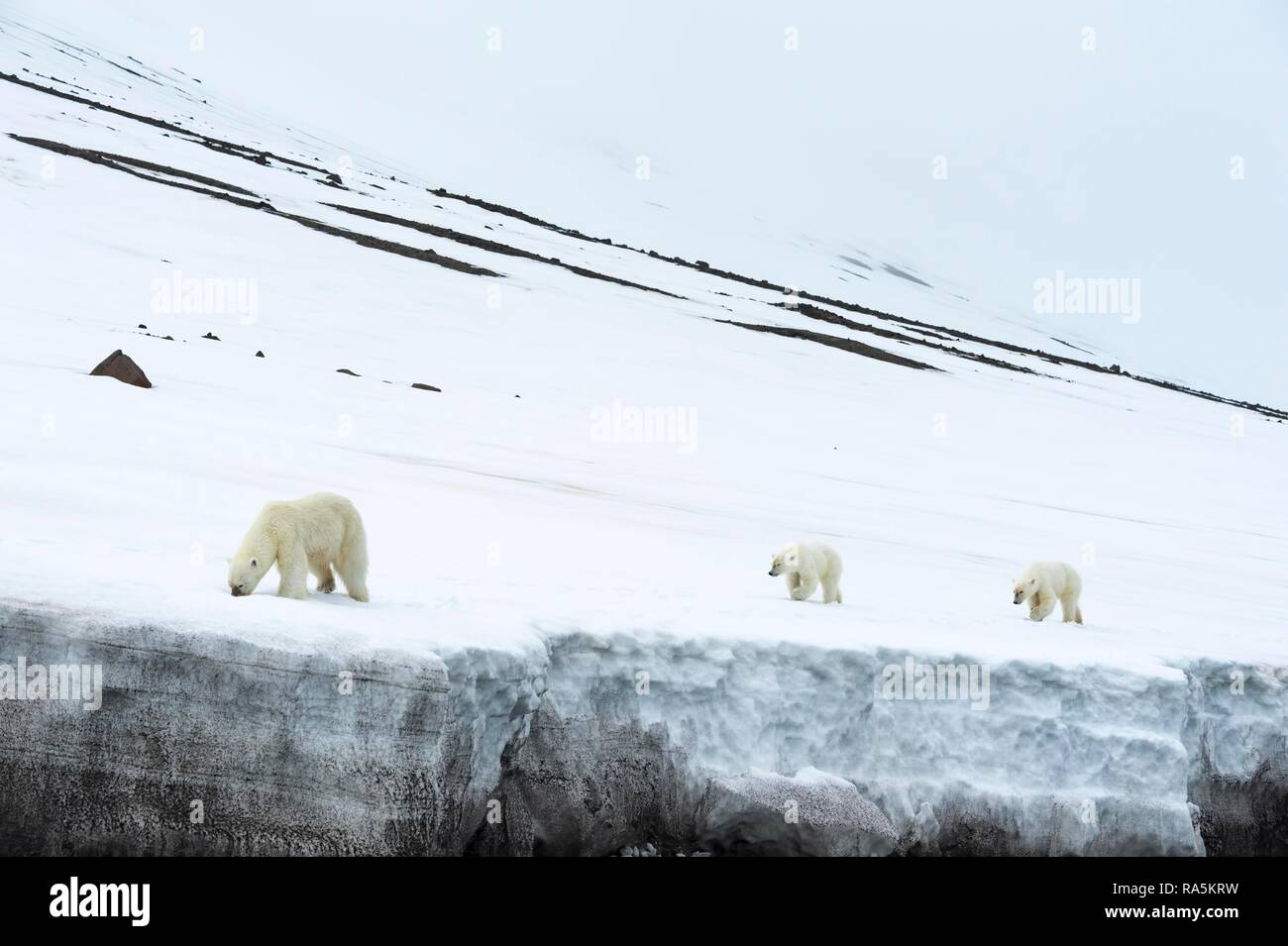 Weibliche Eisbär (Ursus maritimus), gefolgt von zwei jährige Jungen Wandern auf dem Kamm eines Gletschers, Björnsundet Stockfoto