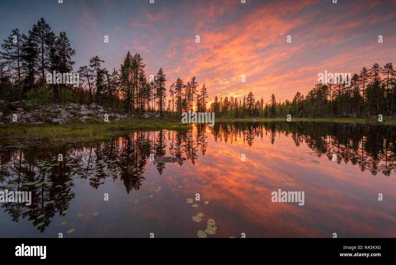 Panorama, Sonnenuntergang, Bäume und rosa Wolken im See spiegeln, Seerosen Blätter, Kittilä, Lappi, Finnland Stockfoto