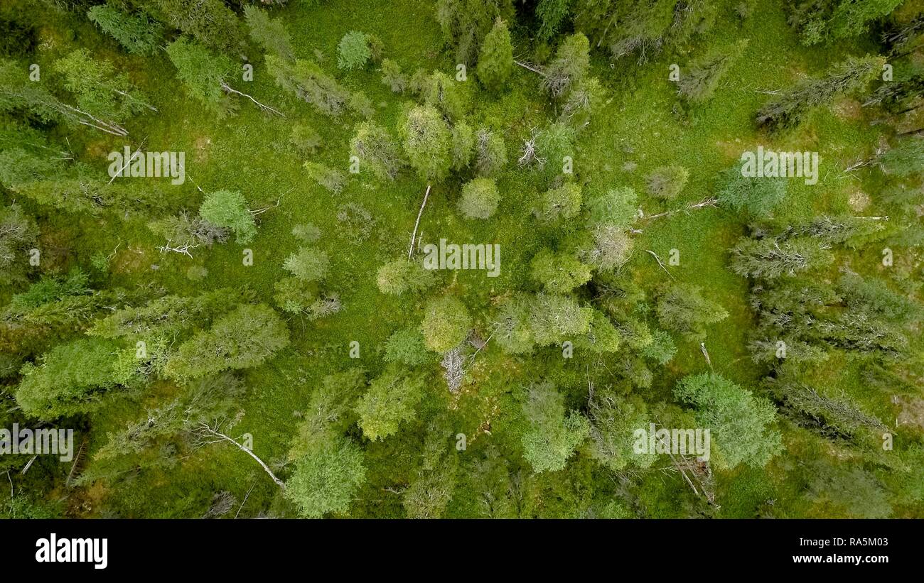 Drone schoß, boreal, Arktis Koniferen, Wald, Moos, Feuchtgebiete, Salla, Lappi, Finnland, Finnland Stockfoto