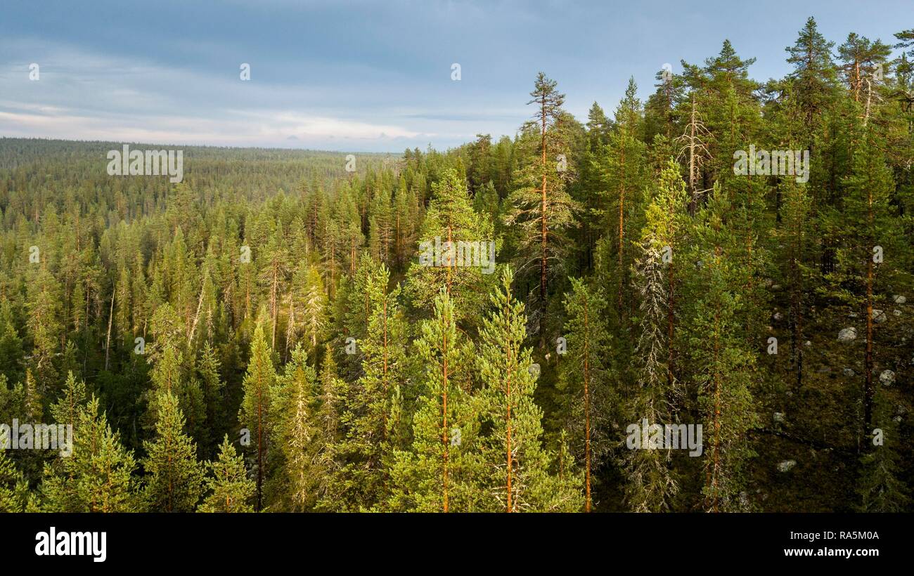 Drone schoß, boreal, Arktis Koniferen, Wald, Salla, Lappi, Finnland Stockfoto