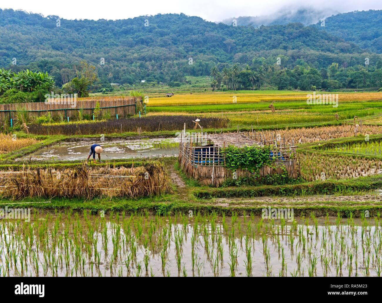 Landschaft mit Reisfeldern, Luang Prabang, Laos Stockfoto