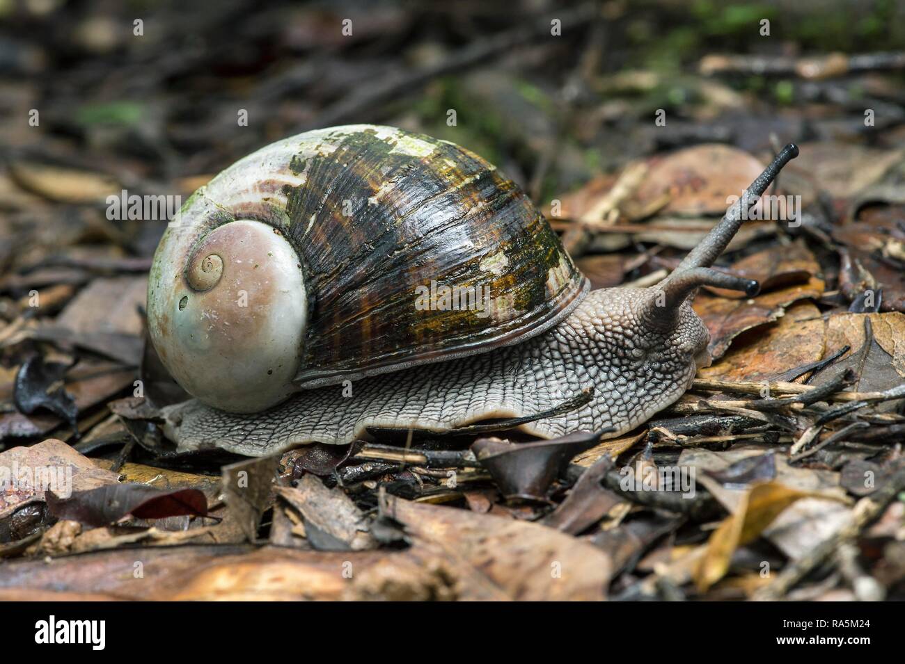 (Helicophanta Helicophanta), Andasibe Nationalpark, Madagaskar Stockfoto