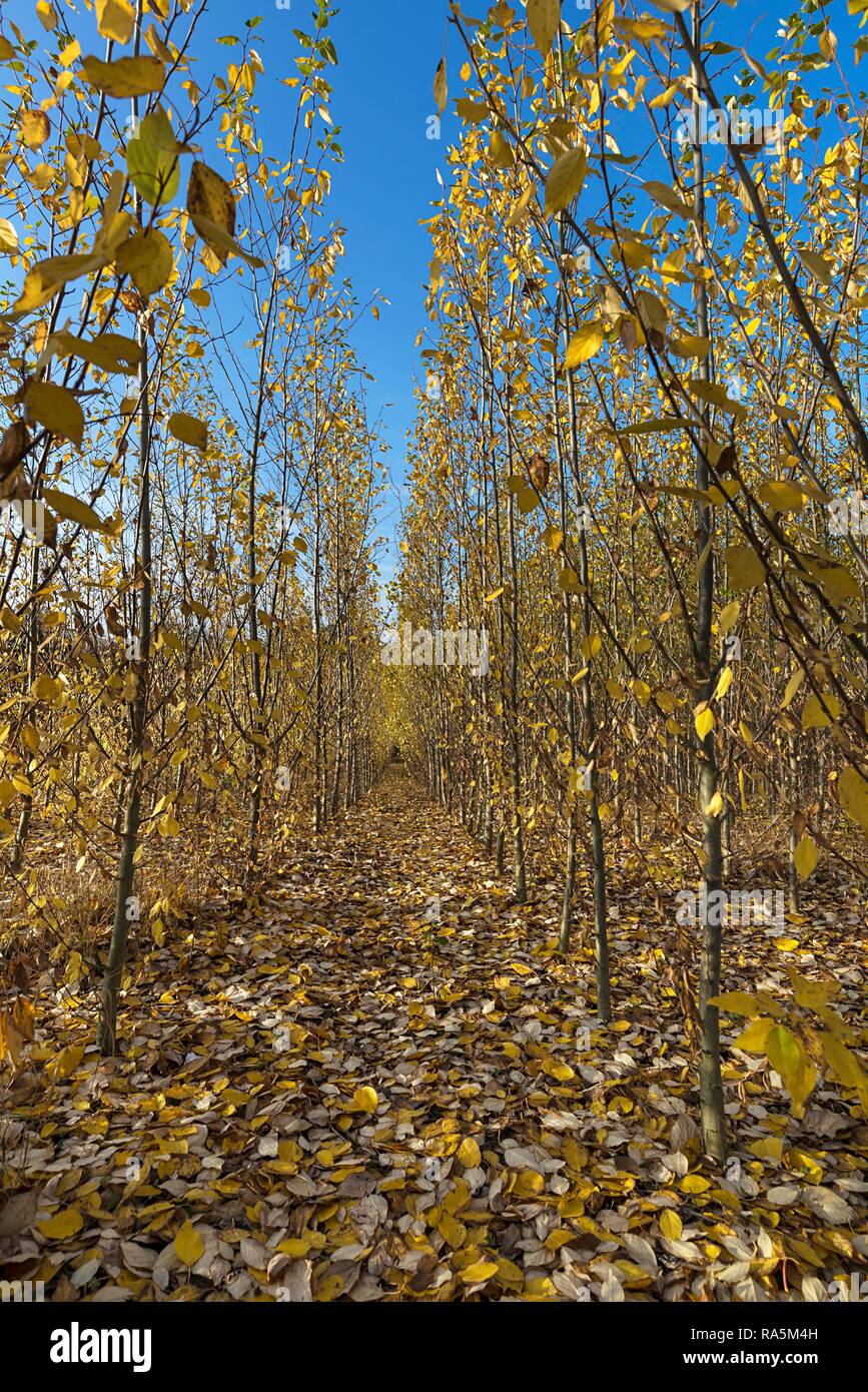 Baumschule, kurze Drehung Plantage Plantage, Pappel (Populus) im Herbst Laub, Franken, Bayern, Deutschland Stockfoto