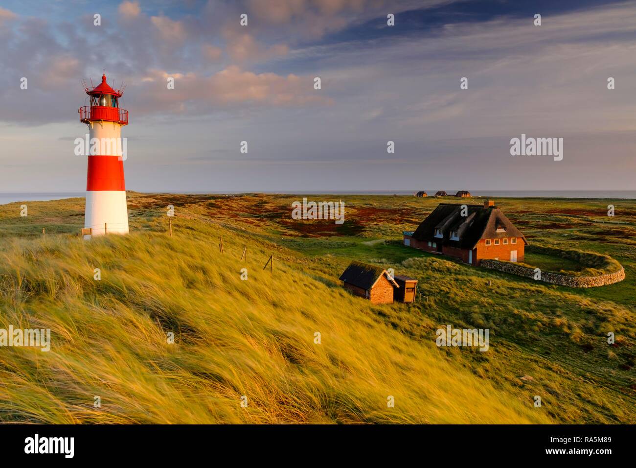 Leuchtturm List-Ost mit typisch friesischen Häuser mit Reetdach, Ellenbogen, Sylt, Nordfriesland, Schleswig-Holstein, Deutschland Stockfoto
