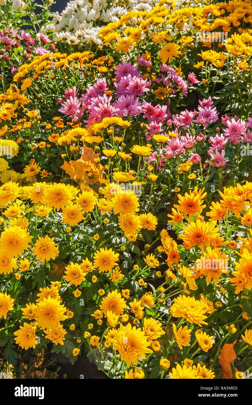 Chrysanthemen (Chrysanthemum), München, Oberbayern, Bayern, Deutschland Stockfoto