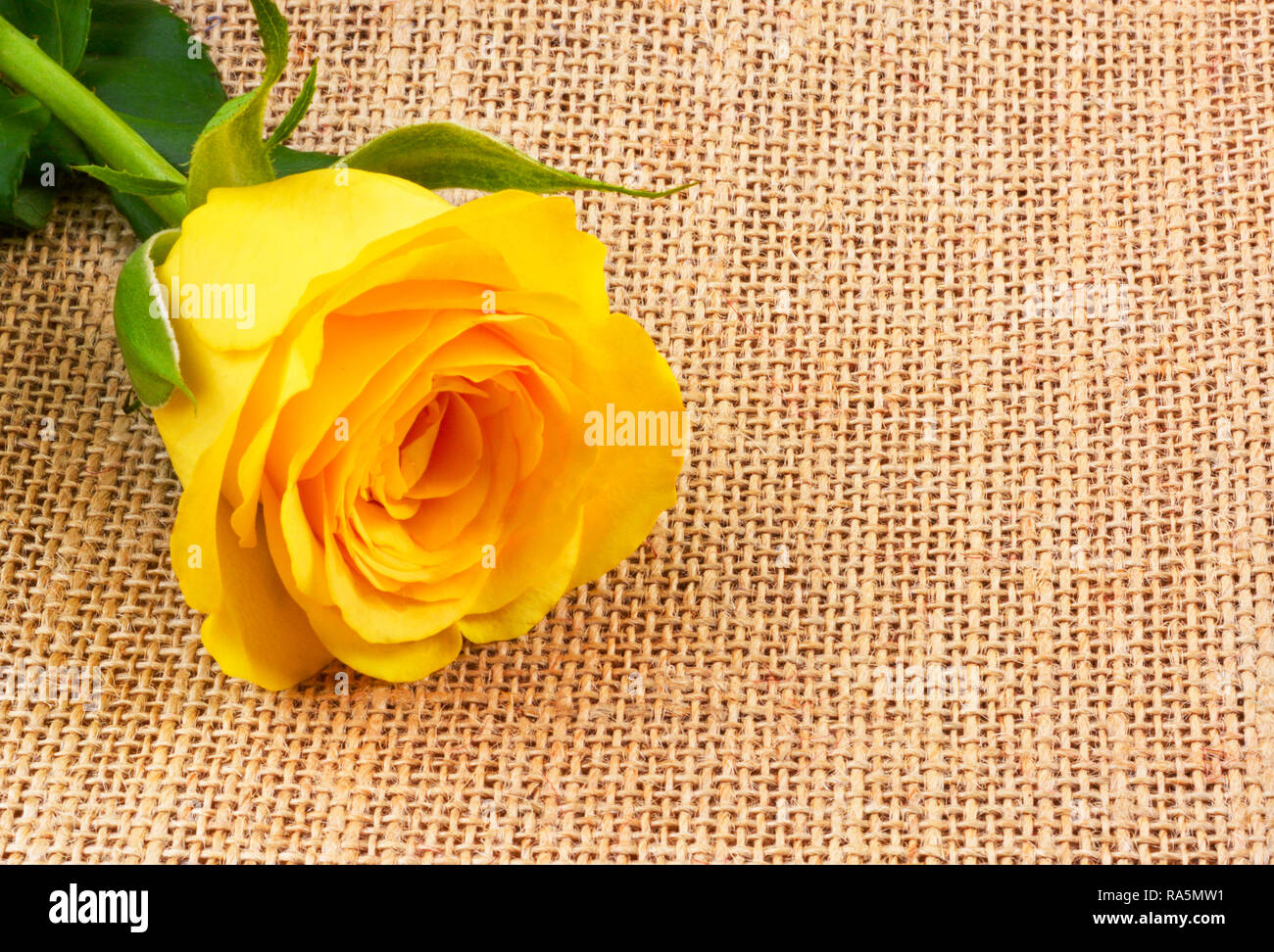 Gelbe Rose auf Sack sack Hintergrund Stockfoto