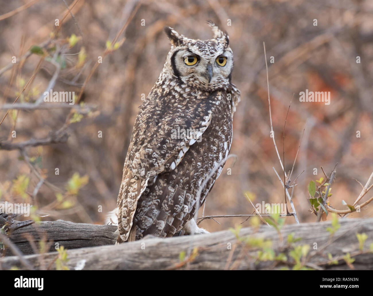 Gefleckte Uhu (Bubo africanus) Stockfoto