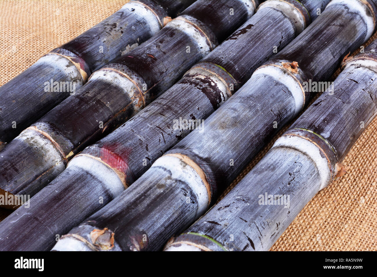 Frisches Zuckerrohr closeup Stockfoto