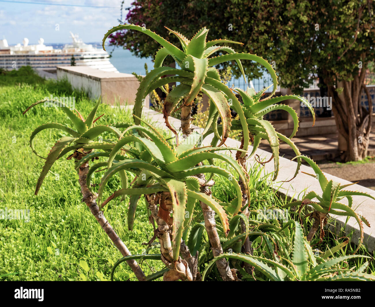 Aloe Vera Pflanze spontan in einem öffentlichen Garten Stockfoto