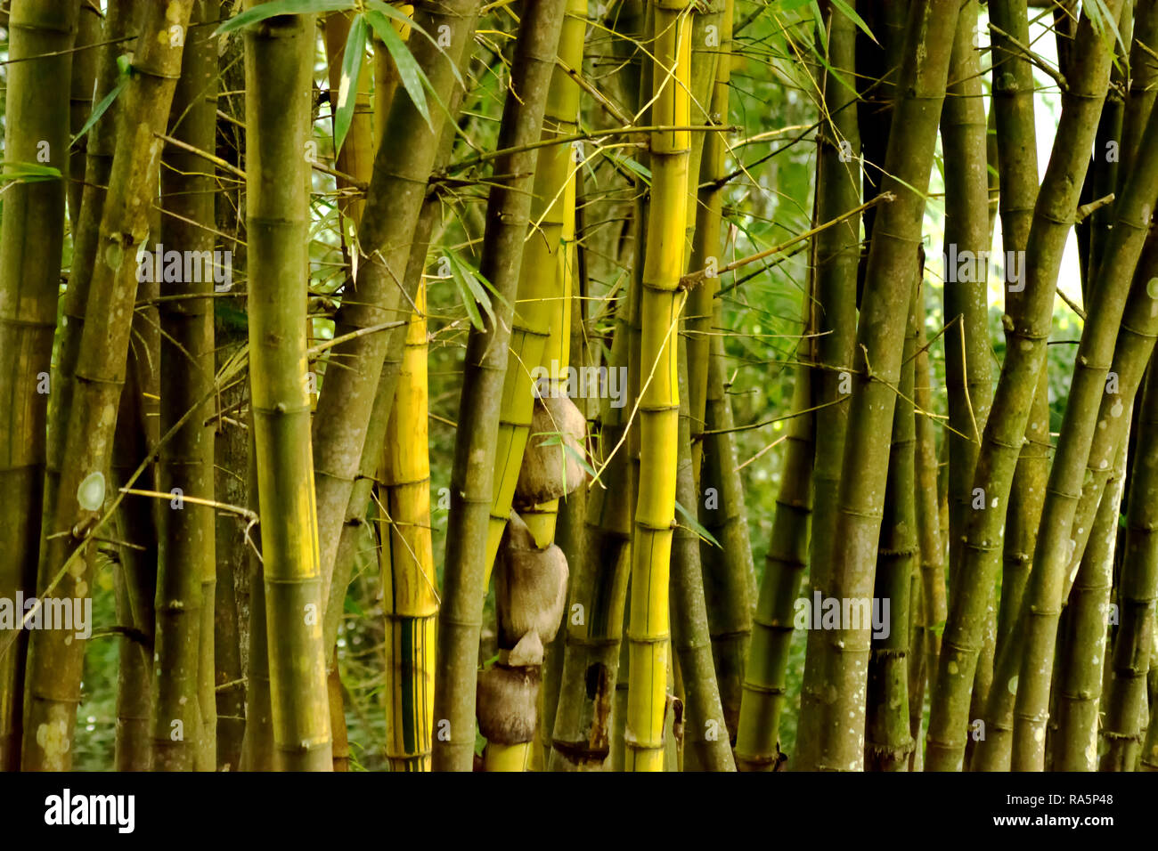 Eine kleine Gruppe von Bambus Stockfoto