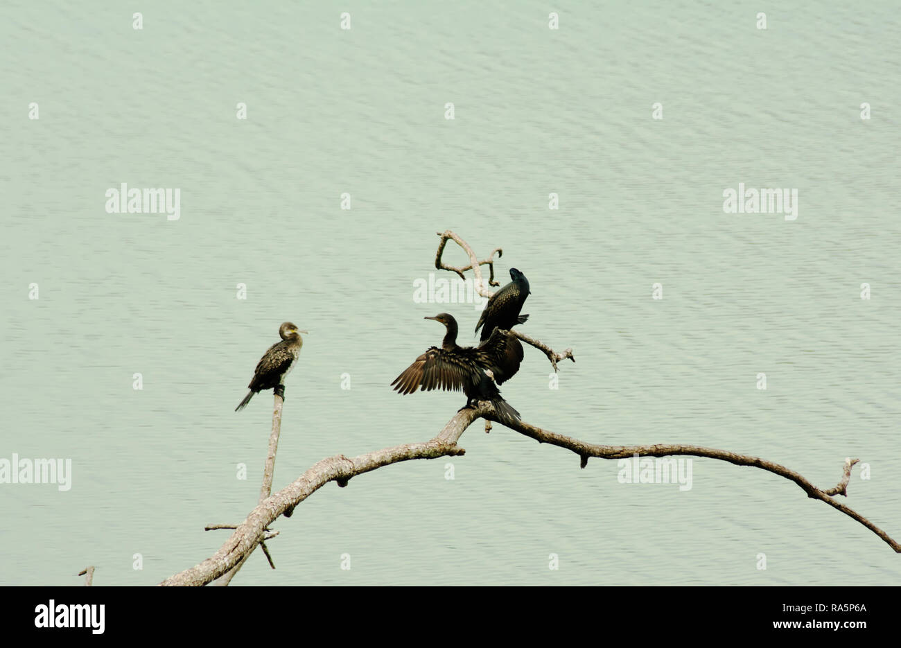 Gruppe indischer Kormoran, Fluss Seite Stockfoto