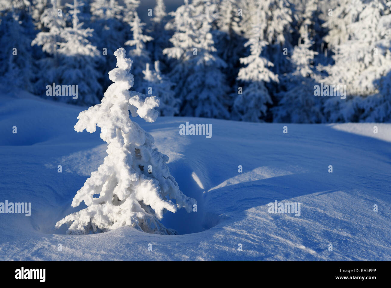 Schöne schneereiche Winter im Bergwald. Wenig Fichte mit Raureif bedeckt. Sonnige frostige Wetter Stockfoto