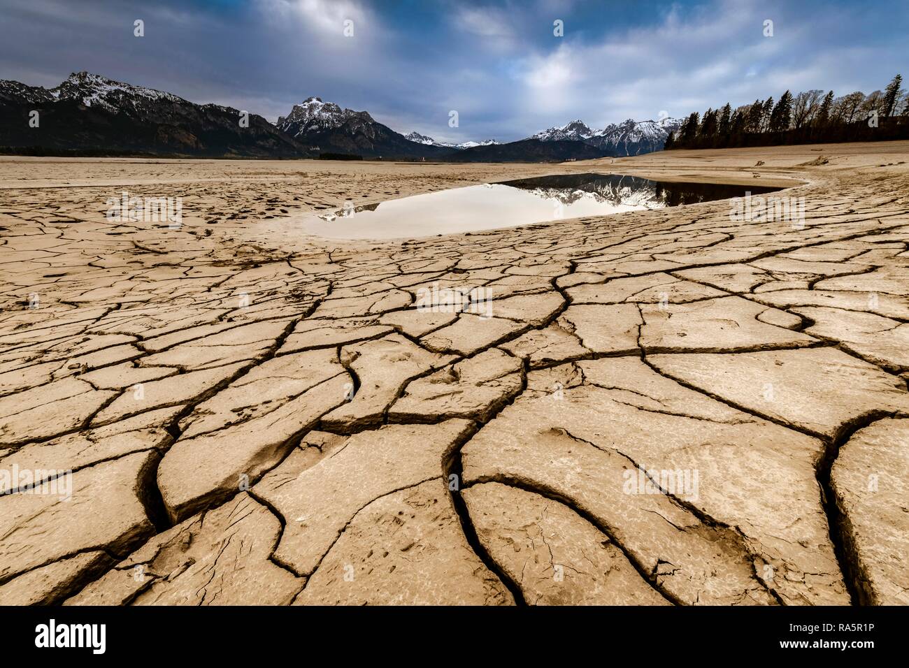 Risse, ausgetrockneten Boden mit kleinen Wasser- und Allgäuer Alpen im Hintergrund, Forggensee, Füssen, Ostallgäu, Bayern Stockfoto