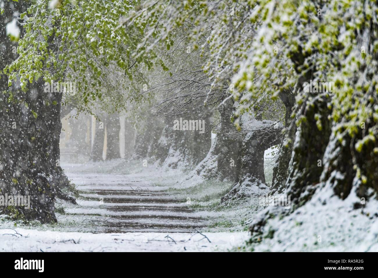 Linde (Tilia) mit frischen grünen Laub in starker Schneefall, Nassenbeuren, Unterallgäu, Bayern, Deutschland Stockfoto