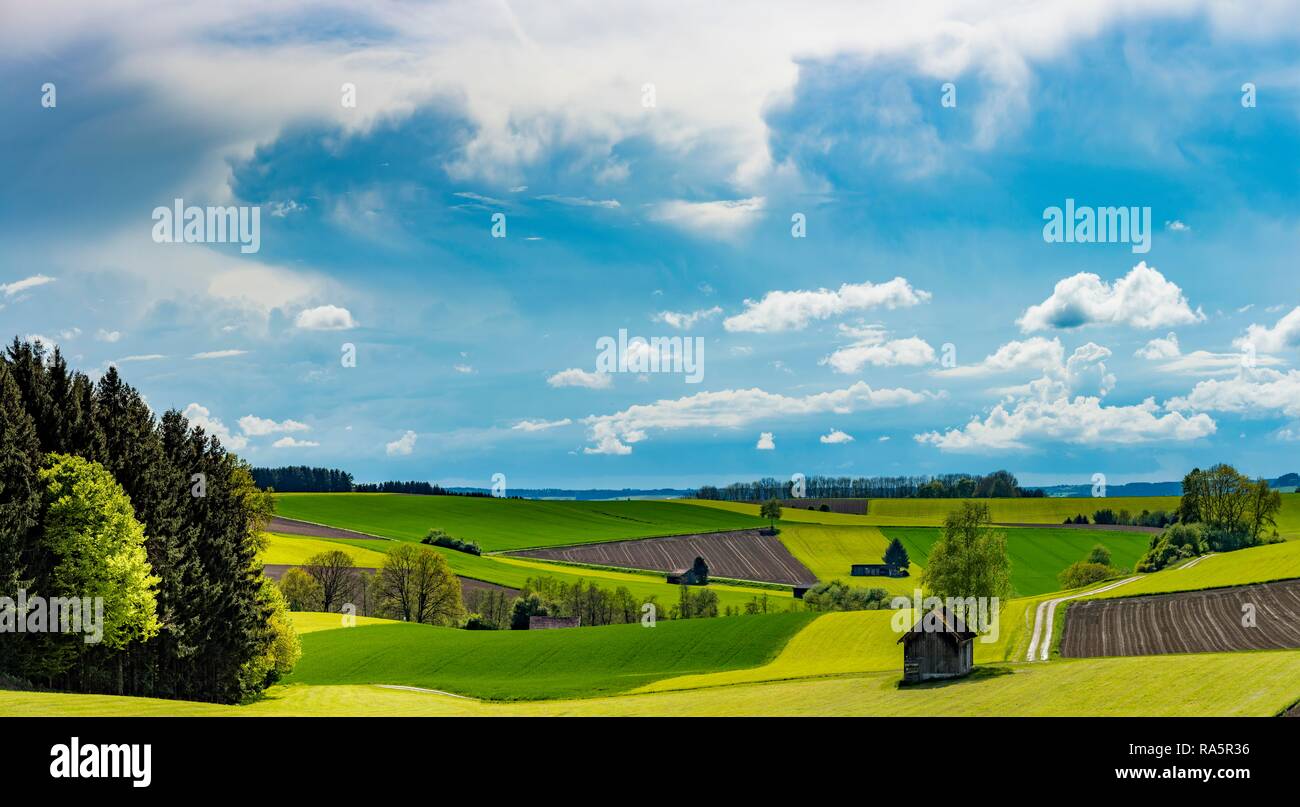 Felder und Wiesen mit Feld Pfad und kleine Hütte, Eppishausen, Unterallgäu, Bayern, Deutschland Stockfoto