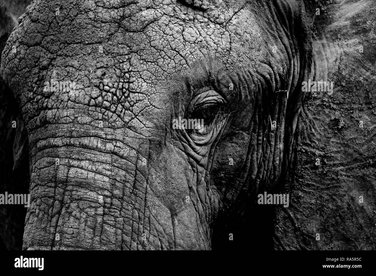 Schwarz und Weiß, Detail der Kopf eines afrikanischen Elefanten (Loxodonta africana), Masai Mara National Reserve, Kenia Stockfoto