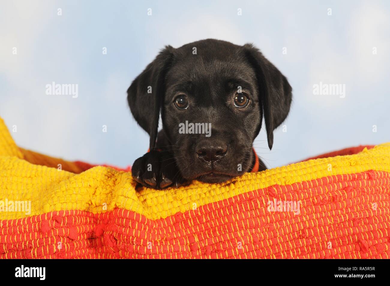 Labrador Retriever Schwarz Welpe 7 Wochen Sitzt In Orange Gelben Korb Tier Portrait Osterreich Stockfotografie Alamy