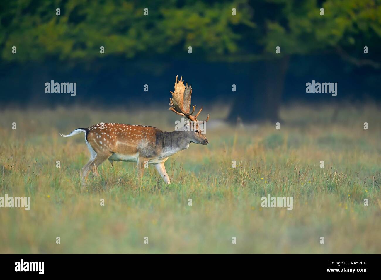 Damwild (Dama Dama), Wandern im Morgenlicht durch Wiese, jægersborg Deer Park, Dänemark Stockfoto