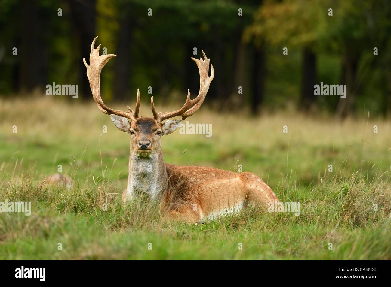 Damwild (Dama Dama), liegt auf Gras, jægersborg Deer Park, Dänemark Stockfoto