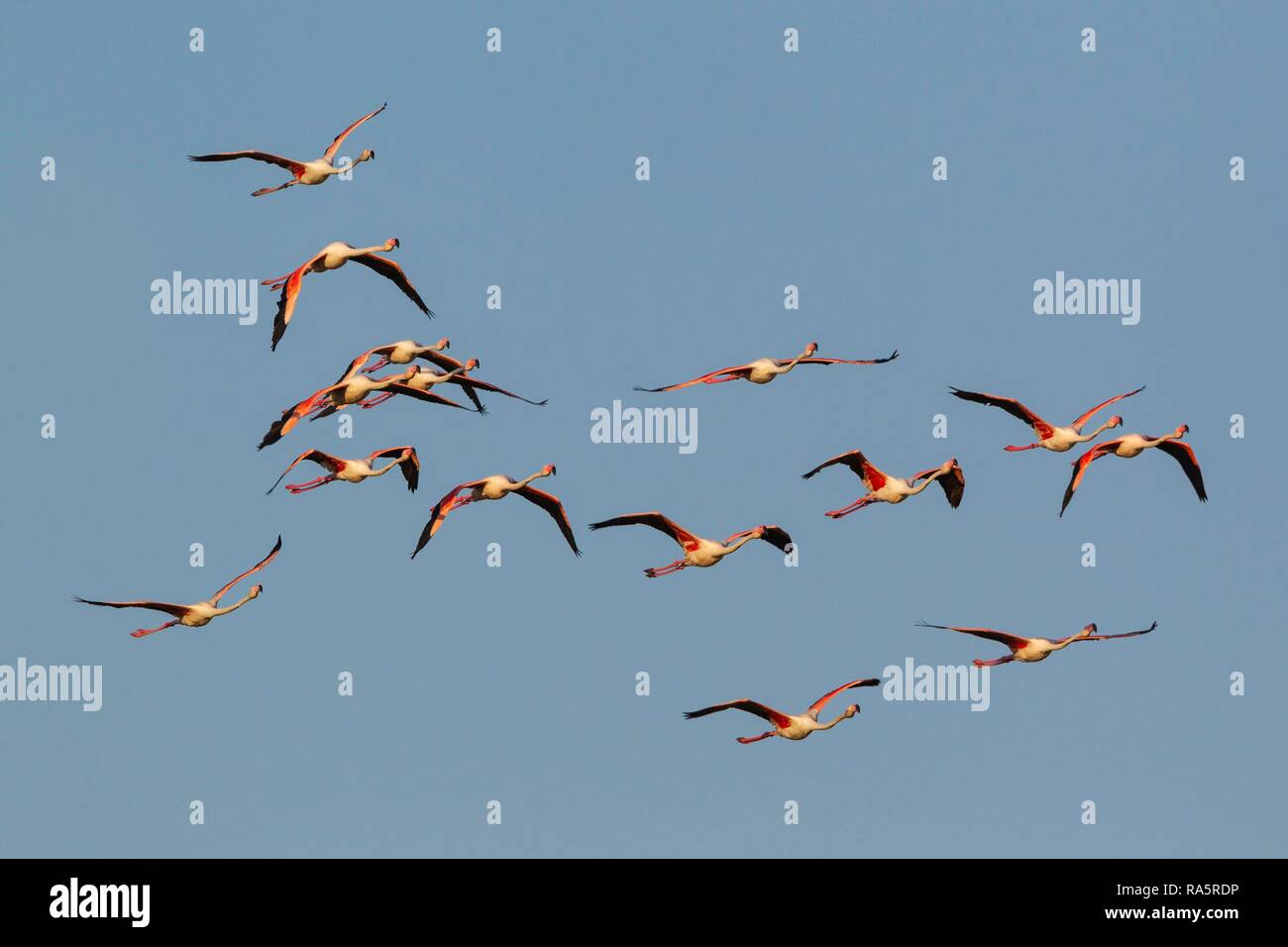 Mehr Flamingo (Phoenicopterus Roseus), Herde fliegen, Ebro Delta Nature Reserve, Provinz Tarragona, Katalonien, Spanien Stockfoto