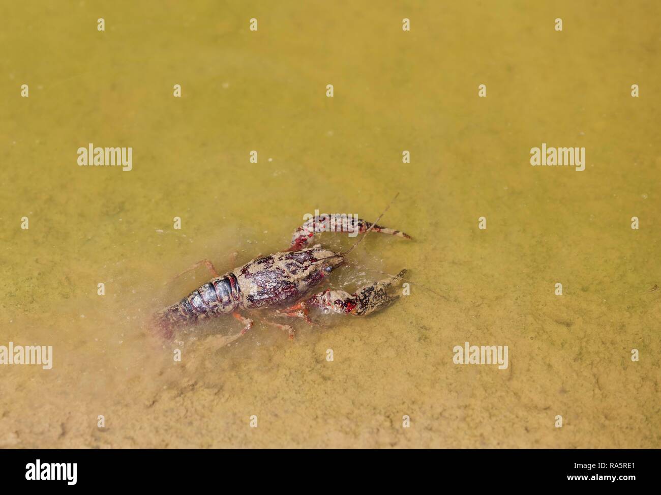 Red Swamp Crayfish (procambarus Clarkii), invasive Arten aus Nordamerika, am Rande eines überfluteten Reisfeld, Umgebung von Stockfoto
