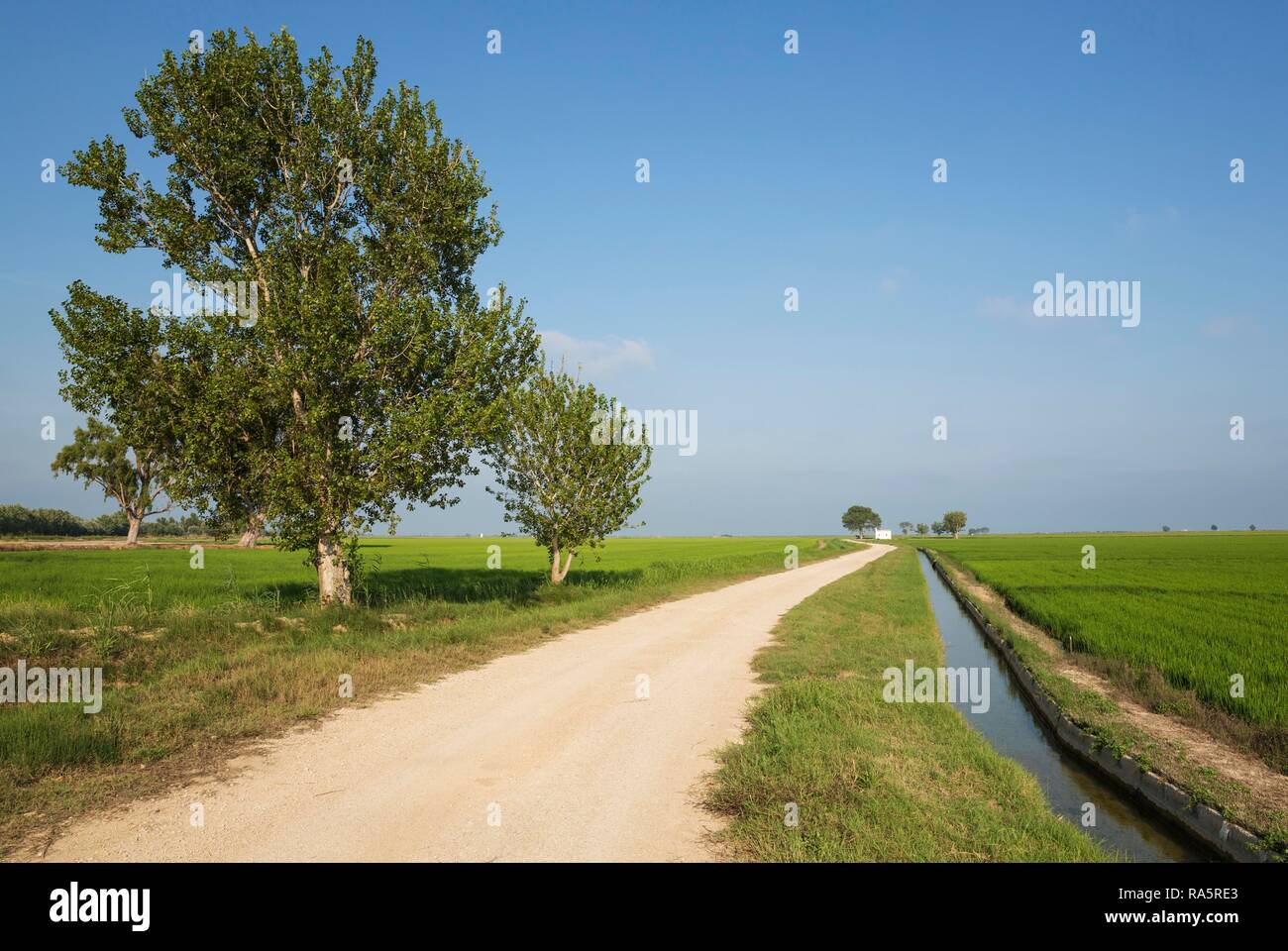 Country Lane und Kanal inmitten der Felder von Reis (Oryza sativa), führt zu einem kleinen Farm Cottage, Umgebung des Ebro Delta Natur Stockfoto
