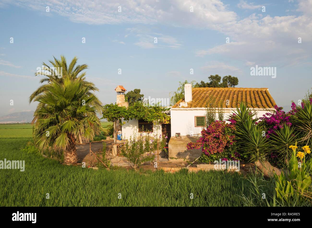 Kleiner Bauernhof inmitten der Felder von Reis (Oryza sativa), Umgebung des Ebro-delta Natur, Provinz Tarragona, Katalonien Stockfoto