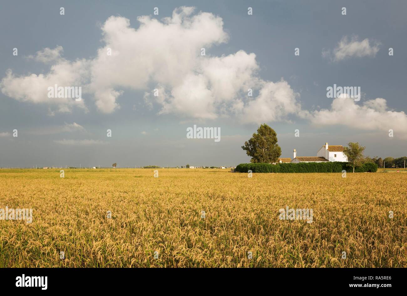 Kleiner Bauernhof inmitten der Felder von Reis (Oryza sativa), im September in der Zeit der Reisernte, Umgebung des Ebro Delta Stockfoto