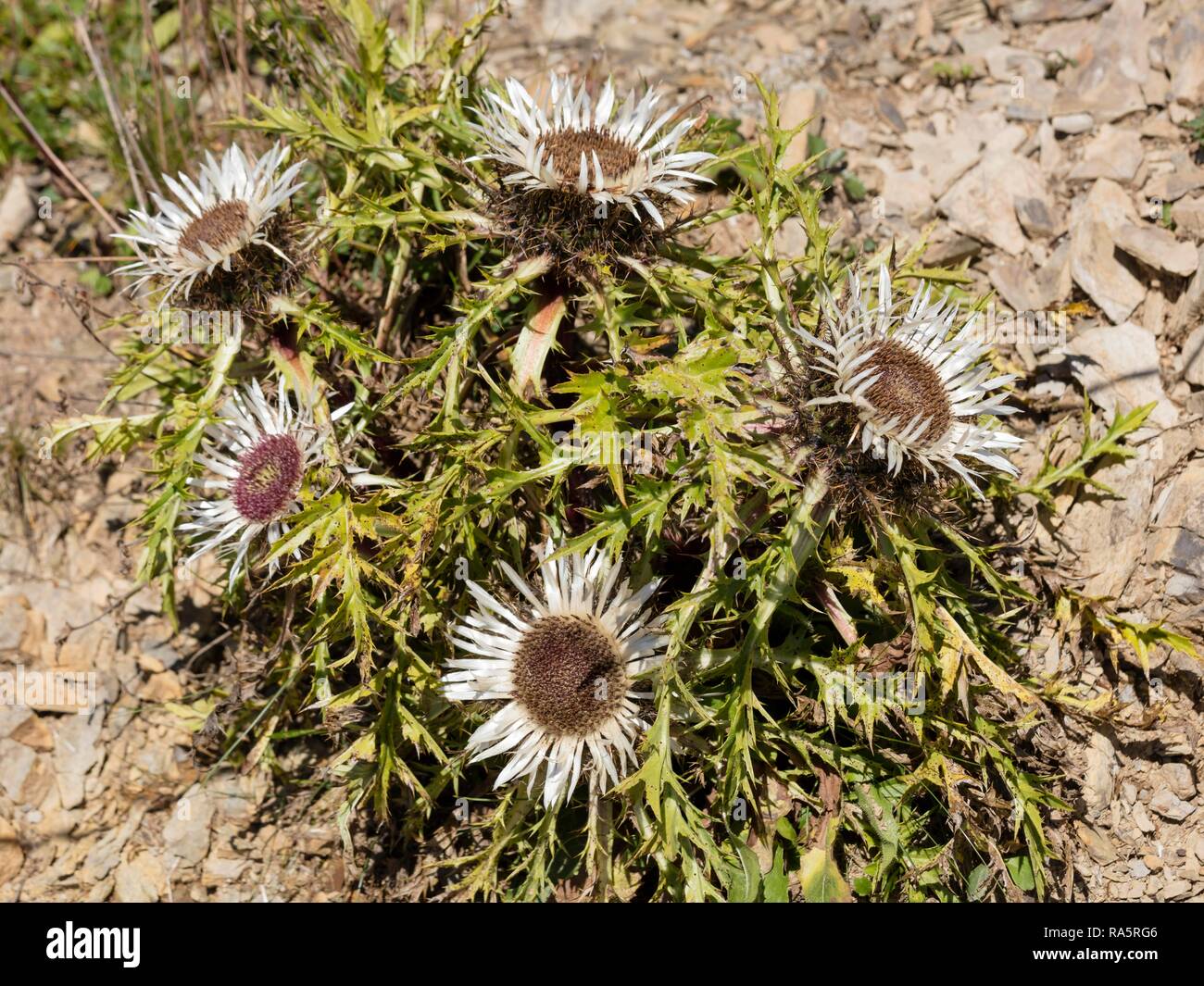 Silber Disteln (Carlina acaulis), Allgäuer Alpen, Vorarlberg, Österreich Stockfoto
