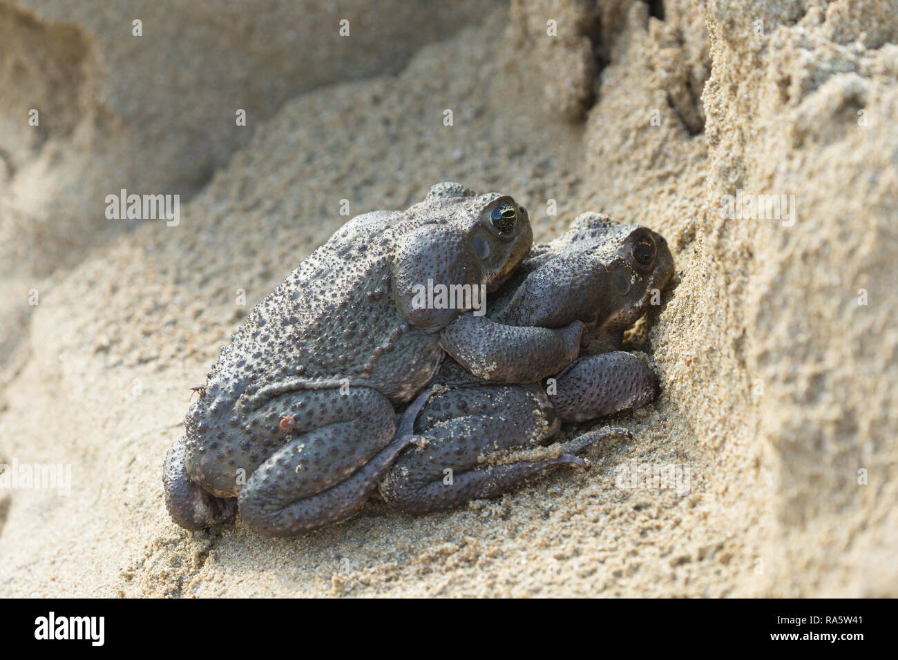 Stockkröten Paaren auf der karibischen Insel Tobago in der Karibik. Die kröten sind auf einem sandigen Banken neben einem frischen Wasser Creek. Landschaft. Stockfoto