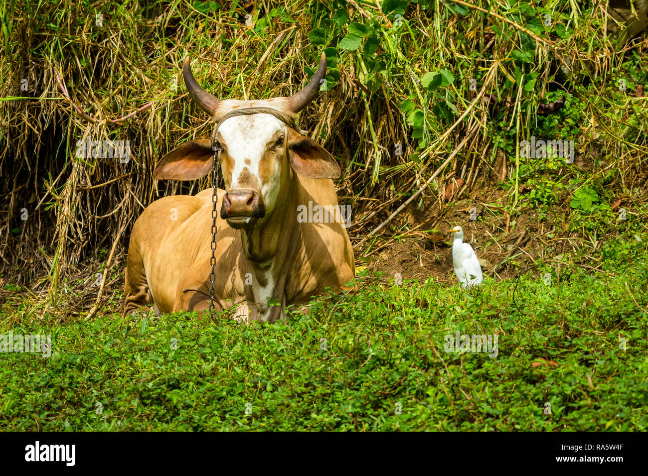 Tobago Kultur und Tierschutz. Große, gehörnte Kuh, angekettet an einen Pfahl und liegend im Regenwald mit einem weißen Reiher Vogel auf der rechten Seite. Stockfoto