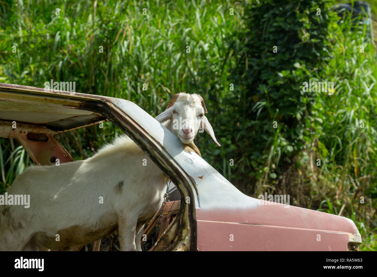Tobago, Karibik, West Indies. Weiße, männliche Ziege oder Bock auf eine Kette stand in einem alten, verlassenen, rostigen Auto ohne Türen oder Fenster. Komische Bild Stockfoto