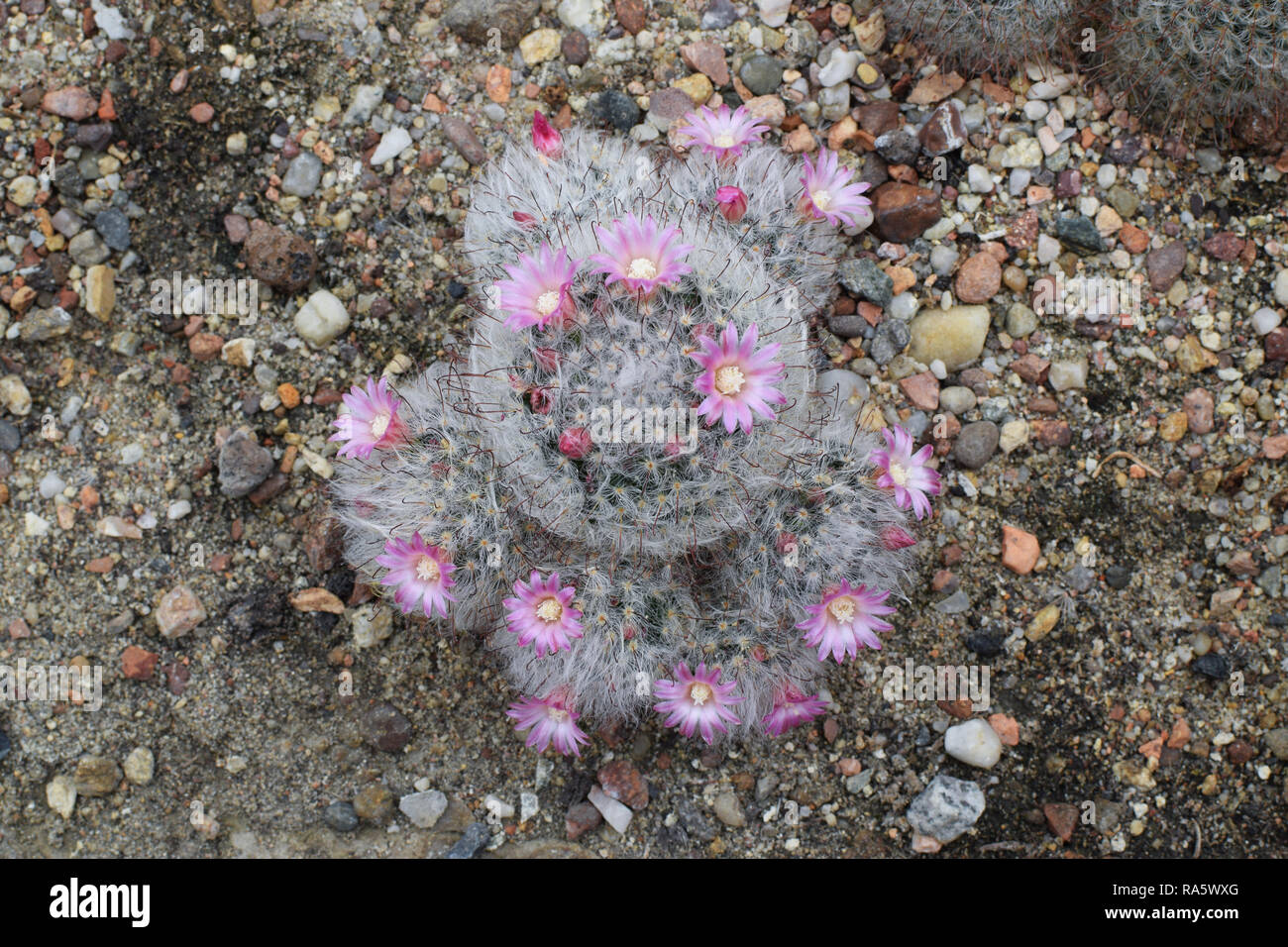 Sphärische Cactus mit rosa Blüten. Stockfoto