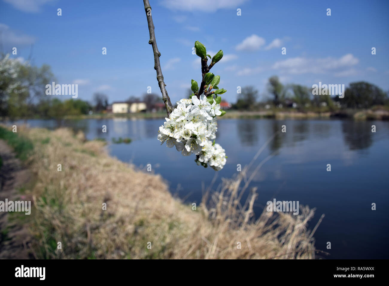 Grady odrzanskie' - Odra River in der Nähe von Breslau. Natur Schutzgebiete "Natura 2000". Dolnoslaskie, Polen. Stockfoto