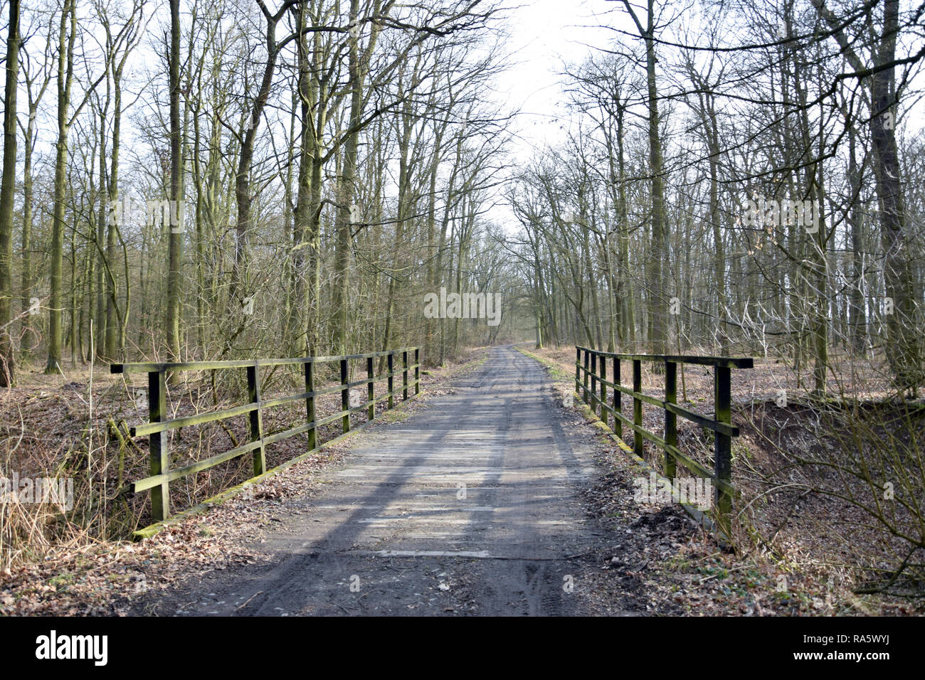 Hölzerne Brücke in den Wald. 'Dolina Widawy" in der Nähe von Breslau. Natur Schutzgebiete "Natura 2000". Dolnoslaskie, Polen. Stockfoto